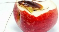 Skuteczne środki zaradcze z karaluchów