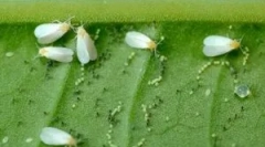 Skuteczne środki białego