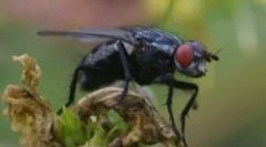 Skuteczne fundusze z muchy w domu