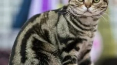 Ekskluzywne koty żółwia: jaki jest tajemnica ich kolorowania