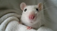 Etoparasites w dekoracyjnych szczurach