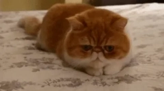 Egzotyczny kot (egzotyczny)