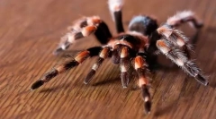 Egzotyczne zwierzęta: nazwy i zdjęcia