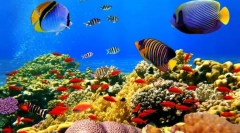 Egzotyczne ryby morza i oceany