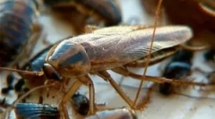 Elektryka do karaluchów