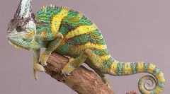 Jemeni chameleon