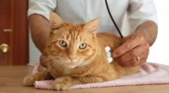 System hormonalny kotów