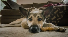 Zapalenie jelit u psów