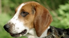 Estoński hound (zdjęcie): mute pet and assistant na polowaniu