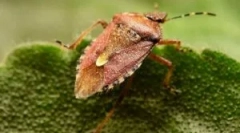 To nie jest chrząszcz, ale błąd, który śmierdzi