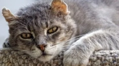 Koty eutanazja: wskazania i metody