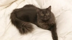 York czekoladowy kot: opis rasu