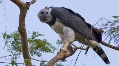 South american garpia