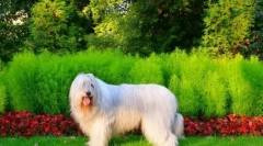 South rosyjski pasterz (zdjęcie): nie jestem czuły i puszysty, ale potężny i odważny