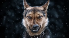 Jakie marzenia z psem: tajemnice i sny