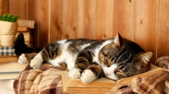 Co za marzenia kotów: interpretacja marzeń z udziałem czterogawego puszystego