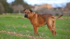 Ka de bo (zdjęcie): odwaga tandemowa i honor w jednym sercu