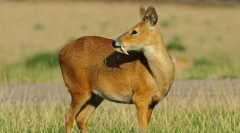 Kabarga sachalinskaya