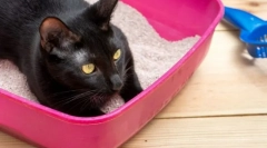 Jak często kot idzie do toalety