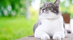 Jak często kot pyta kota?