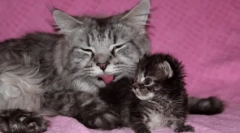 Jak często kotek idzie do toalety: norma i odchylenia