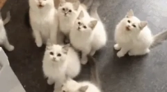 Jak często kot rodzi