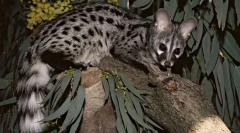 Jak cywistry są zaangażowani w produkcję najdroższej kawy na świecie?