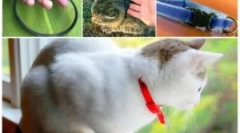 Jak kołnierz z pchli dla kotów działa