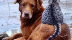 Jak krople z pcheł na owady