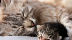 Jak długo kot rodzi?