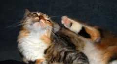 Jak i co przynieść pchły od domowego kota?