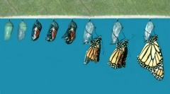 Jak pojawia się motyl z gąsienic?