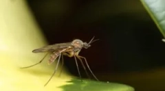 Jak komary znajdują osobę w ciemności?