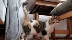 Jak cat oznacza terytorium