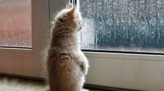 Jak kot przewiduje pogodę