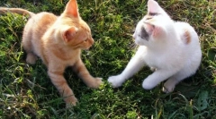 Jak kot się porusza z kotem?