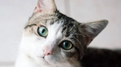 Jak kot widzi świat