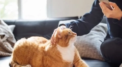 Jak kot wpływa na osobę