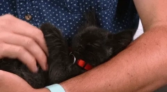 Jak kota wybiera mistrza?