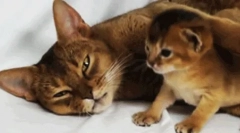 Jak kot troszczy się o jego potomstwo?