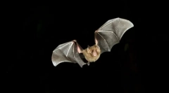 Jak nietoperze są zorientowane w ciemności?