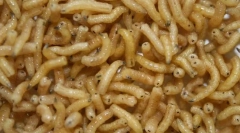 Ponieważ muchy mięsne larwy są traktowane ranne?