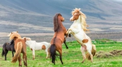 Jak konie chronią się od przestępców?