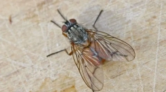 Jak lata idzie na suficie