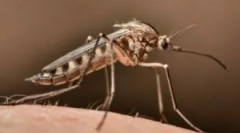 Jak znaleźć komara w pokoju?