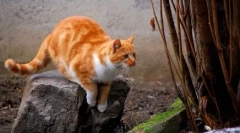 Jak znaleźć zaginionego kota