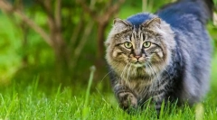 Jak znaleźć kota głupca?