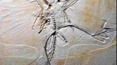 Jak znaleziono dinozaurów?