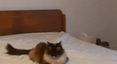 Jak komunikują się koty