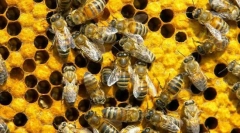 Jak komunikować pszczoły